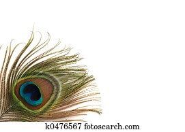Peacock Border Peacock Border