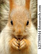 squirrel squirrel