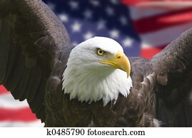 American eagle with flag