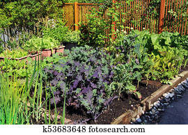 Community vegetable garden