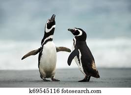 Courtship display of Magellanic penguins