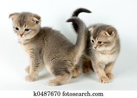 Kittens Kittens