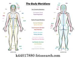 meridiano, sistema, descrição, mapa, corpo feminino