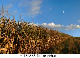 outono, cornfield