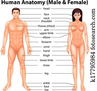 peças corpo humano