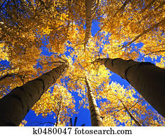 Yellow Forest Canopy Yellow Forest Canopy