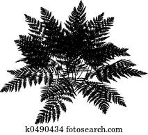 シダ イラスト 1000 シダ 画像 Fotosearch