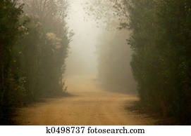 Foggy Trail