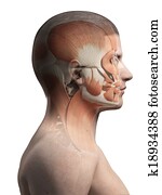 צפה, שרירים