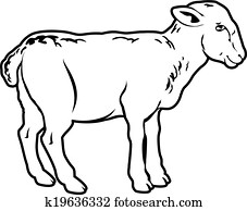 Lamb Lamb
