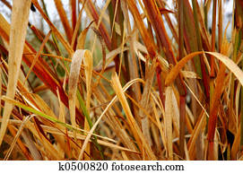 Marsh Grasses Marsh Grasses