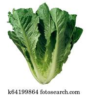 Romaine Lettuce Isolated Romaine Lettuce Isolated