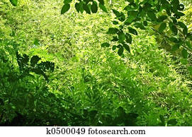Undergrowth Undergrowth