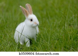 white rabbit white rabbit