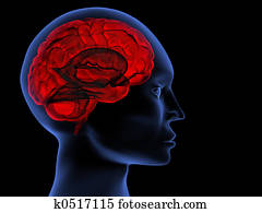 Brain Brain