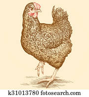 chicken chicken