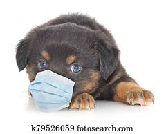 Dog wearing medical face mask. Dog wearing medical face mask.