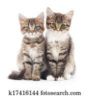 dois, pequeno, gatinhos