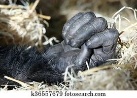 life size chimpanzee hand