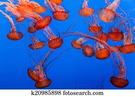 Jellyfish Jellyfish