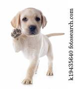 puppy labrador retriever puppy labrador retriever