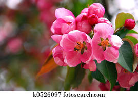 Apple blossom
