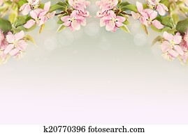 Beautiful Spring Blossoms