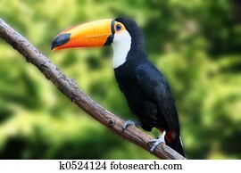 Beautiful Tucan Beautiful Tucan