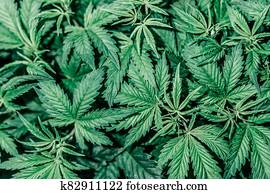 Pot in the grow tent. The concept of grow marijuana. Pot in the grow tent. The concept of grow marijuana.