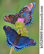 Red-spotted purple butterflies Red-spotted purple butterflies