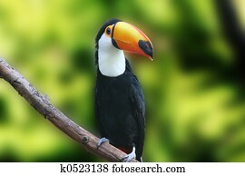 Tucan