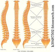 ה, עמוד שידרה