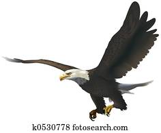 Bald Eagle Bald Eagle