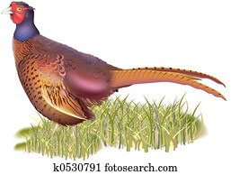Forest pheasant Forest pheasant
