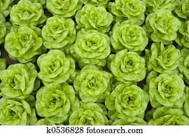 lettuce lettuce