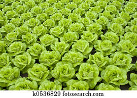 lettuce lettuce
