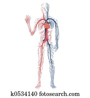 Vascular System A Vascular System A