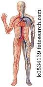 Vascular System Vascular System