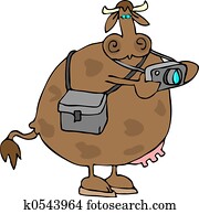 Cow Photographer Cow Photographer