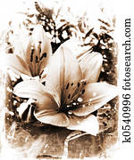 Grunge lillies Grunge lillies