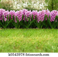 hyacinth hyacinth