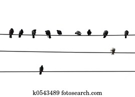 pássaros, ligado, fio