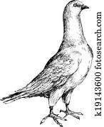 העבר, צייר, יונה