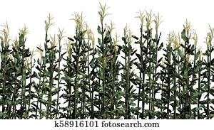 A group of Corn plant A group of Corn plant