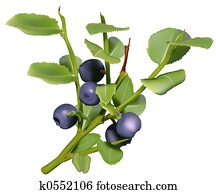 Blueberries