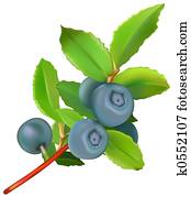 Blueberries