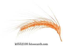 Corn Corn