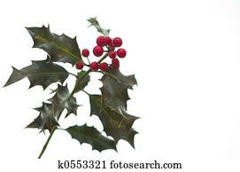 Holly