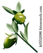 jojoba