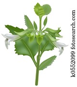 Lemon Balm Lemon Balm